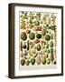 Tropical Fruits-null-Framed Giclee Print