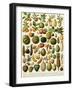 Tropical Fruits-null-Framed Giclee Print