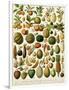 Tropical Fruits-null-Framed Giclee Print