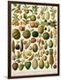 Tropical Fruits-null-Framed Giclee Print