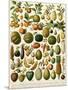 Tropical Fruits-null-Mounted Giclee Print