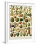 Tropical Fruits-null-Framed Giclee Print