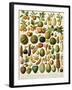 Tropical Fruits-null-Framed Giclee Print