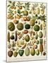 Tropical Fruits-null-Mounted Giclee Print