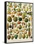 Tropical Fruits-null-Framed Stretched Canvas