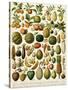 Tropical Fruits-null-Stretched Canvas