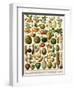 Tropical Fruits-null-Framed Premium Giclee Print