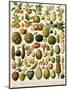 Tropical Fruits-null-Mounted Premium Giclee Print