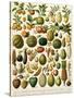 Tropical Fruits-null-Stretched Canvas