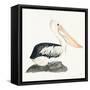 Tropical Fun Bird II-Harriet Sussman-Framed Stretched Canvas