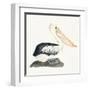 Tropical Fun Bird II-Harriet Sussman-Framed Art Print