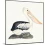Tropical Fun Bird II-Harriet Sussman-Mounted Art Print