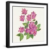 Tropical Fun Flowers IV-Harriet Sussman-Framed Art Print