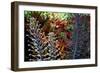 Tropical Garden-Herb Dickinson-Framed Photographic Print