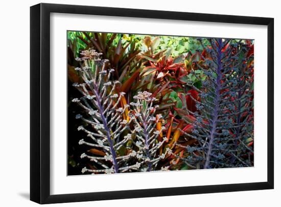 Tropical Garden-Herb Dickinson-Framed Photographic Print