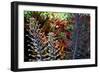 Tropical Garden-Herb Dickinson-Framed Photographic Print