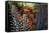 Tropical Garden-Herb Dickinson-Framed Stretched Canvas