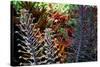 Tropical Garden-Herb Dickinson-Stretched Canvas