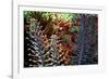 Tropical Garden-Herb Dickinson-Framed Photographic Print