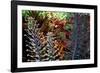 Tropical Garden-Herb Dickinson-Framed Photographic Print