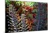 Tropical Garden-Herb Dickinson-Mounted Photographic Print