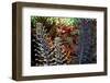 Tropical Garden-Herb Dickinson-Framed Photographic Print