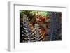 Tropical Garden-Herb Dickinson-Framed Photographic Print