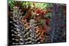 Tropical Garden-Herb Dickinson-Mounted Photographic Print