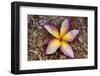Tropical Gardens with close up of a Plumeria Flower-Terry Eggers-Framed Photographic Print