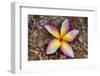 Tropical Gardens with close up of a Plumeria Flower-Terry Eggers-Framed Photographic Print