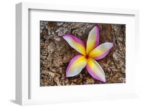 Tropical Gardens with close up of a Plumeria Flower-Terry Eggers-Framed Photographic Print