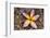 Tropical Gardens with close up of a Plumeria Flower-Terry Eggers-Framed Photographic Print