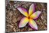 Tropical Gardens with close up of a Plumeria Flower-Terry Eggers-Mounted Photographic Print