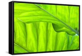 Tropical Gardens with Philodendrons-Terry Eggers-Framed Stretched Canvas