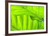 Tropical Gardens with Philodendrons-Terry Eggers-Framed Photographic Print