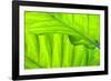 Tropical Gardens with Philodendrons-Terry Eggers-Framed Photographic Print