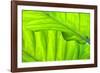 Tropical Gardens with Philodendrons-Terry Eggers-Framed Photographic Print