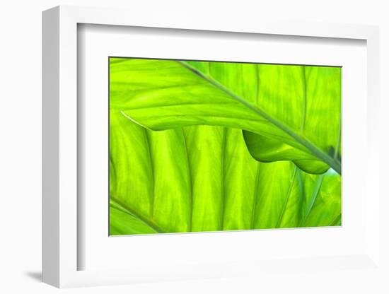 Tropical Gardens with Philodendrons-Terry Eggers-Framed Photographic Print