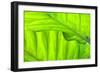 Tropical Gardens with Philodendrons-Terry Eggers-Framed Photographic Print