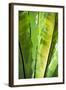 Tropical Gardens with Philodendrons-Terry Eggers-Framed Photographic Print