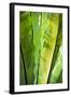 Tropical Gardens with Philodendrons-Terry Eggers-Framed Photographic Print