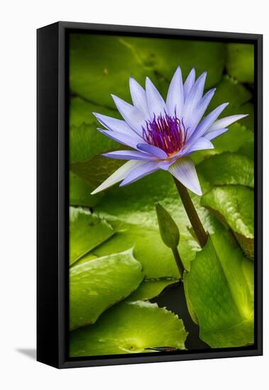 Tropical Gardens with Water Lotus Flower in Full Bloom-Terry Eggers-Framed Stretched Canvas