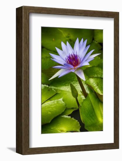 Tropical Gardens with Water Lotus Flower in Full Bloom-Terry Eggers-Framed Premium Photographic Print