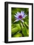 Tropical Gardens with Water Lotus Flower in Full Bloom-Terry Eggers-Framed Premium Photographic Print