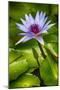 Tropical Gardens with Water Lotus Flower in Full Bloom-Terry Eggers-Mounted Photographic Print