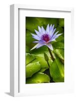 Tropical Gardens with Water Lotus Flower in Full Bloom-Terry Eggers-Framed Photographic Print