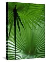 Tropical Grasses, Nadi, Viti Levu-Walter Bibikow-Stretched Canvas