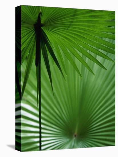 Tropical Grasses, Nadi, Viti Levu-Walter Bibikow-Stretched Canvas