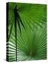 Tropical Grasses, Nadi, Viti Levu-Walter Bibikow-Stretched Canvas