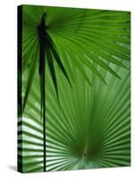 Tropical Grasses, Nadi, Viti Levu-Walter Bibikow-Stretched Canvas